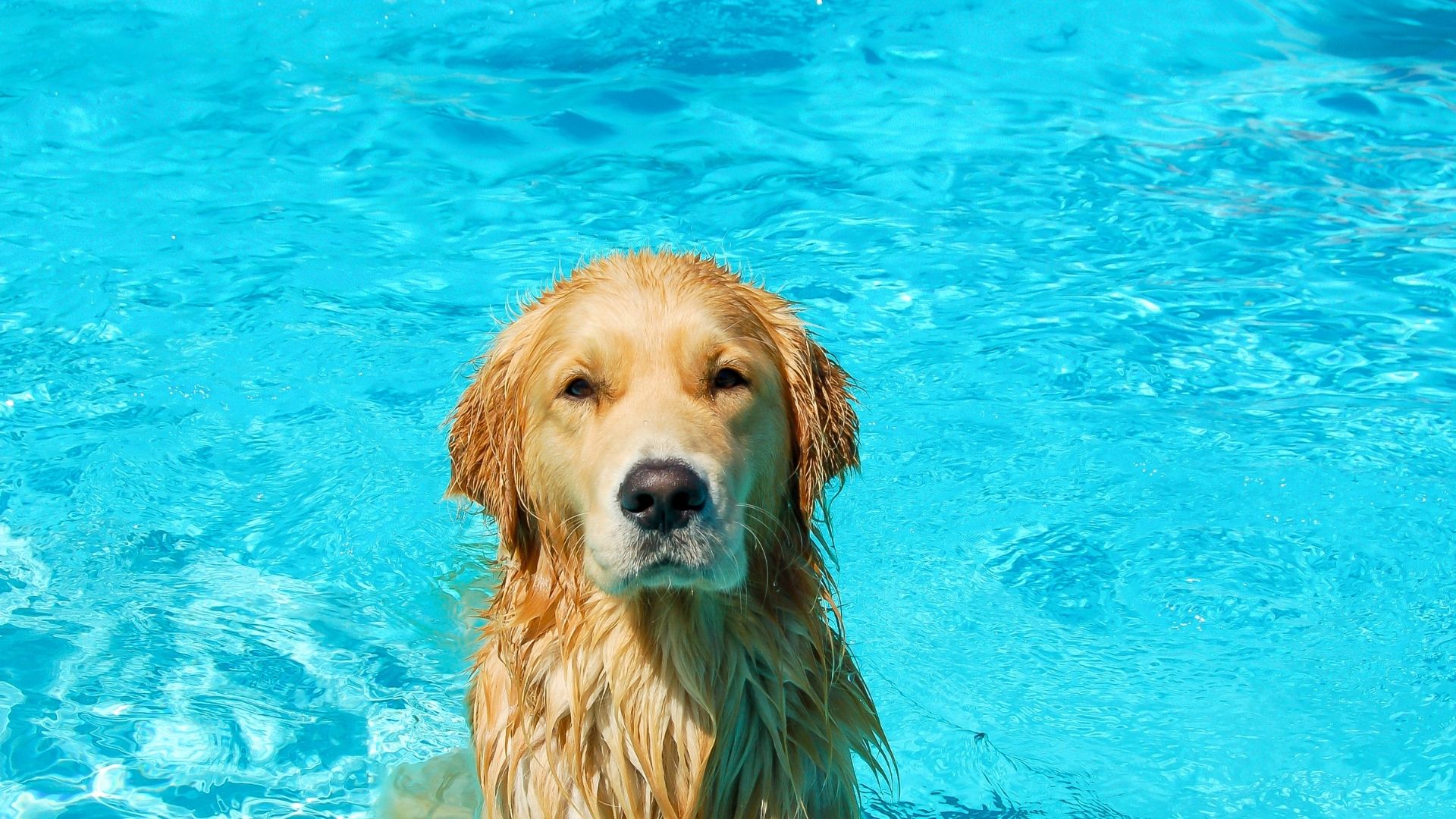 Houston Texas Pool Fence Install (51)